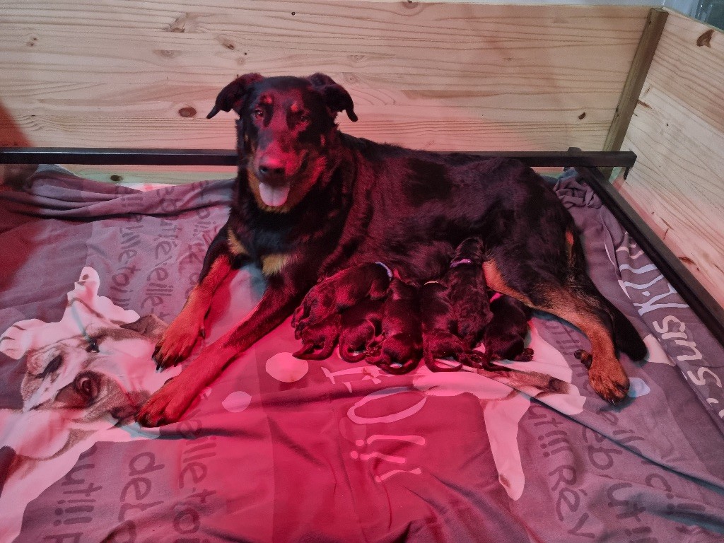 chiot Berger de Beauce Des Feux De Pep's