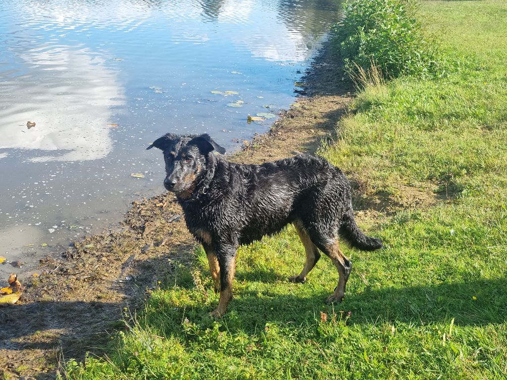 Prochaine portée prévue Fin 2026/Début 2027