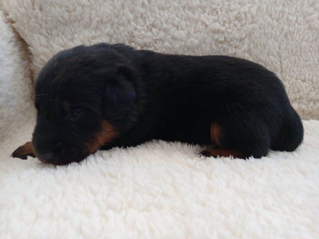 Des Feux De Pep's - Chiots disponibles - Berger de Beauce