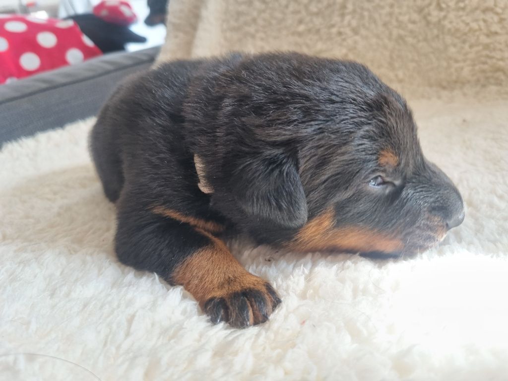 Des Feux De Pep's - Chiots disponibles - Berger de Beauce